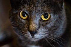 Chiuda su degli occhi di un gatto fotografia stock libera da diritti Chiuda su degli occhi di un gatto fotografia stock libera da diritti