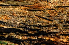 Chiuda su dei dettagli di vecchia struttura di legno dell'albero reale Fondo di legno con la struttura marrone Foto rustica della Immagine Stock Libera da Diritti Chiuda su dei dettagli di vecchia struttura di legno dell'albero reale Fondo di legno con la struttura marrone Foto rustica della Immagine Stock Libera da Diritti