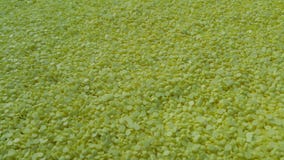 Chiuda su del fondo di struttura delle palline dello zolfo immagine stock Chiuda su del fondo di struttura delle palline dello zolfo immagine stock