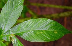 Chiuda su delle foglie verdi con il modello e la struttura - sfondo naturale astratto Fotografia Stock Chiuda su delle foglie verdi con il modello e la struttura - sfondo naturale astratto Fotografia Stock