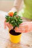 Chiuda su delle mani della donna che piantano le rose in vaso fotografie stock Chiuda su delle mani della donna che piantano le rose in vaso fotografie stock