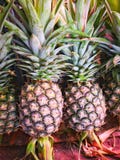 Chiuda su di intera frutta fresca dell'ananas immagini stock Chiuda su di intera frutta fresca dell'ananas immagini stock
