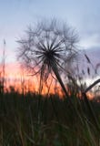 Chiuda su di un fiore secco del dente di leone con un tramonto blu in fotografia stock libera da diritti Chiuda su di un fiore secco del dente di leone con un tramonto blu in fotografia stock libera da diritti