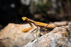 Chiuda su di un mantide pregante giallo arancione Mantodea che si siede su una roccia che esamina diritto la macchina fotografica fotografie stock Chiuda su di un mantide pregante giallo arancione Mantodea che si siede su una roccia che esamina diritto la macchina fotografica fotografie stock