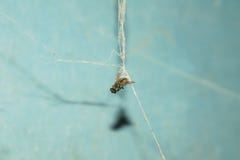 Chiuda su di una mosca della casa presa in ragnatela fotografia stock Chiuda su di una mosca della casa presa in ragnatela fotografia stock