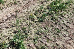 Chiuda su di una superficie di messa a terra dell'agricoltura con gli alti dettagli fotografie stock Chiuda su di una superficie di messa a terra dell'agricoltura con gli alti dettagli fotografie stock