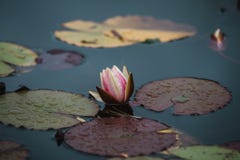 Chiuda su lilly sul fiore sull'acqua fotografia stock libera da diritti Chiuda su lilly sul fiore sull'acqua fotografia stock libera da diritti