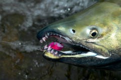 Chiuda su sulla bocca e sui denti di un salmone dell'amico fotografia stock libera da diritti Chiuda su sulla bocca e sui denti di un salmone dell'amico fotografia stock libera da diritti