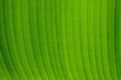 Chiuda su una bella foglia della banana immagini stock Chiuda su una bella foglia della banana immagini stock