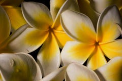 Chiuda sui fiori delicati bianchi di plumeria di frangapani dopo pioggia sui precedenti neri 2 Fotografia Stock Chiuda sui fiori delicati bianchi di plumeria di frangapani dopo pioggia sui precedenti neri 2 Fotografia Stock