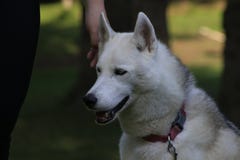 Chiuda sul bello husky del cane, la razza artica magestic immagine stock libera da diritti Chiuda sul bello husky del cane, la razza artica magestic immagine stock libera da diritti