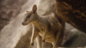 Chiuda sul colpo di piccolo wallaby della palude su una roccia stock footage Chiuda sul colpo di piccolo wallaby della palude su una roccia stock footage