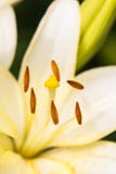 Chiuda sulla vista il pistillo e gli stami dentro il giglio bianco Immagini Stock Libere da Diritti Chiuda sulla vista il pistillo e gli stami dentro il giglio bianco Immagini Stock Libere da Diritti