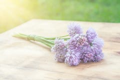 chives fotos de stock royalty free chives fotos de stock royalty free