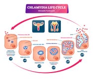 Chlamydia Trachomatis Illustration 78516241 - Megapixl