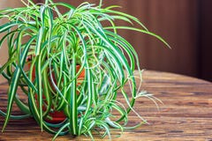 Chlorophytum i den vita blomkrukan på träbakgrund Dekorativa växter i krukan /Variegatum, comosum Spindelväxt Royaltyfria Foton Chlorophytum i den vita blomkrukan på träbakgrund Dekorativa växter i krukan /Variegatum, comosum Spindelväxt Royaltyfria Foton
