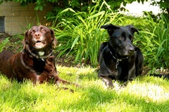 Chocolat hurlement de Labrador et chien de berger noir s'étendant dans la pelouse d'arrière-cour photos libres de droits Chocolat hurlement de Labrador et chien de berger noir s'étendant dans la pelouse d'arrière-cour photos libres de droits