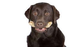 Chocolate Labrador with Rawhide Bone