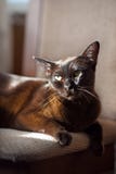 Brown young burmese cat lying and looking in camera royalty free stock image Brown young burmese cat lying and looking in camera royalty free stock image