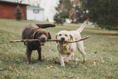 Chocolate and yellow Labrador Retriever sisters fighting for a stick stock image Chocolate and yellow Labrador Retriever sisters fighting for a stick stock image