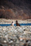 Choklad och att lisma labrador på bakgrunden av naturen fotografering för bildbyråer Choklad och att lisma labrador på bakgrunden av naturen fotografering för bildbyråer
