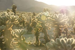 Chola at Joshua tree National Park royalty free stock photos Chola at Joshua tree National Park royalty free stock photos