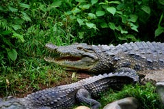 Chongqing crocodile center of the Alligator