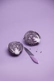 Chou pourpre, minimalisme photos stock Chou pourpre, minimalisme photos stock