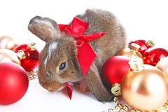 Christmas animals. Cute christmas rabbit. Rabbit bunny lop celebrate christmas with xmas bauble ornaments on isolated royalty free stock photos Christmas animals. Cute christmas rabbit. Rabbit bunny lop celebrate christmas with xmas bauble ornaments on isolated royalty free stock photos