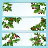 Christmas banner with holly berry and fir branches Royalty Free Stock Photography Christmas banner with holly berry and fir branches Royalty Free Stock Photography