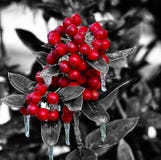 Christmas Berries Royalty Free Stock Image Christmas Berries Royalty Free Stock Image