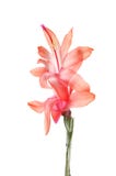 Christmas cactus flower Stock Photos Christmas cactus flower Stock Photos