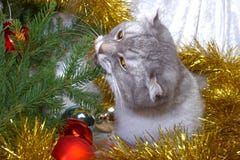 Christmas Cat Among A Fur-tree Christmas Cat Among A Fur-tree