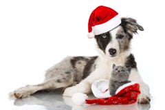 Christmas Cat And Dog Royalty Free Stock Photo Christmas Cat And Dog Royalty Free Stock Photo