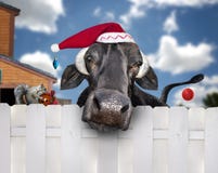 Christmas cow wearing santa hat