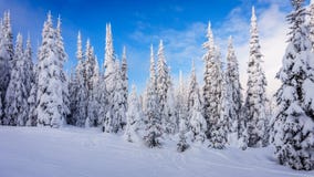 Christmas decorations on snow covered pine trees in the forest. Christmas decorations on snow covered pine trees in the coniferous forest at Sun Peaks village in Stock Photo Christmas decorations on snow covered pine trees in the forest. Christmas decorations on snow covered pine trees in the coniferous forest at Sun Peaks village in Stock Photo