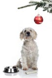 Christmas Dog Stock Photos Christmas Dog Stock Photos