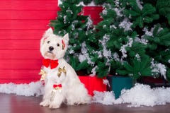Christmas Dog as symbol of new year stock photography Christmas Dog as symbol of new year stock photography