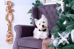 Christmas Dog as symbol of new year royalty free stock photo Christmas Dog as symbol of new year royalty free stock photo