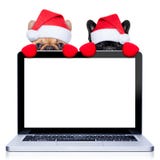 Christmas dogs stock photos Christmas dogs stock photos
