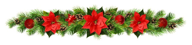 Christmas garland with red pionsettia flowers, pine twigs and de
