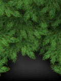 Christmas and New Year template of realistic branches of Christmas tree on black background. EPS 10 stock illustration Christmas and New Year template of realistic branches of Christmas tree on black background. EPS 10 stock illustration