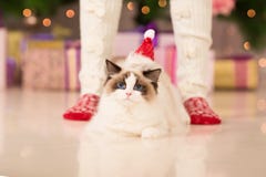 Christmas party, winter holidays woman with cat. New year girl. stock photos Christmas party, winter holidays woman with cat. New year girl. stock photos