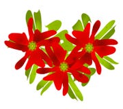 Christmas Poinsettia Clip Art Vector Illustration Christmas Poinsettia Clip Art Vector Illustration