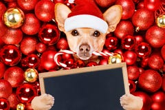 Christmas Santa Claus Dog And Xmas Balls Stock Photo Christmas Santa Claus Dog And Xmas Balls Stock Photo