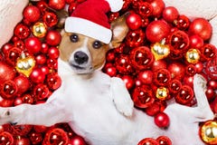 Christmas Santa Claus Dog And Xmas Balls As Background Royalty Free Stock Photography