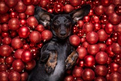 Christmas Santa Claus Dog And Xmas Balls Or Baubles As Background Stock Photos