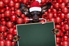 Christmas Santa Claus Dog And Xmas Balls Or Baubles As Background Stock Photo