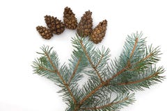 Christmas structure of a fir-tree, isolated on a white background royalty free stock photography Christmas structure of a fir-tree, isolated on a white background royalty free stock photography