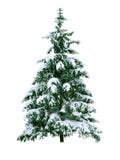 Christmas Tree Royalty Free Stock Photography